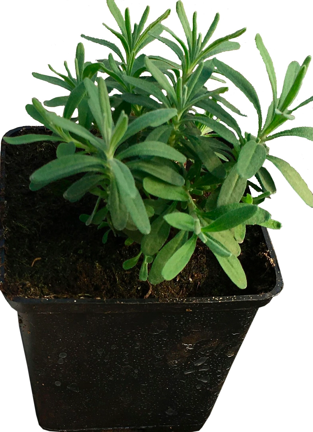 Рассада Лаванда в горшке D9 Н18 1 шт