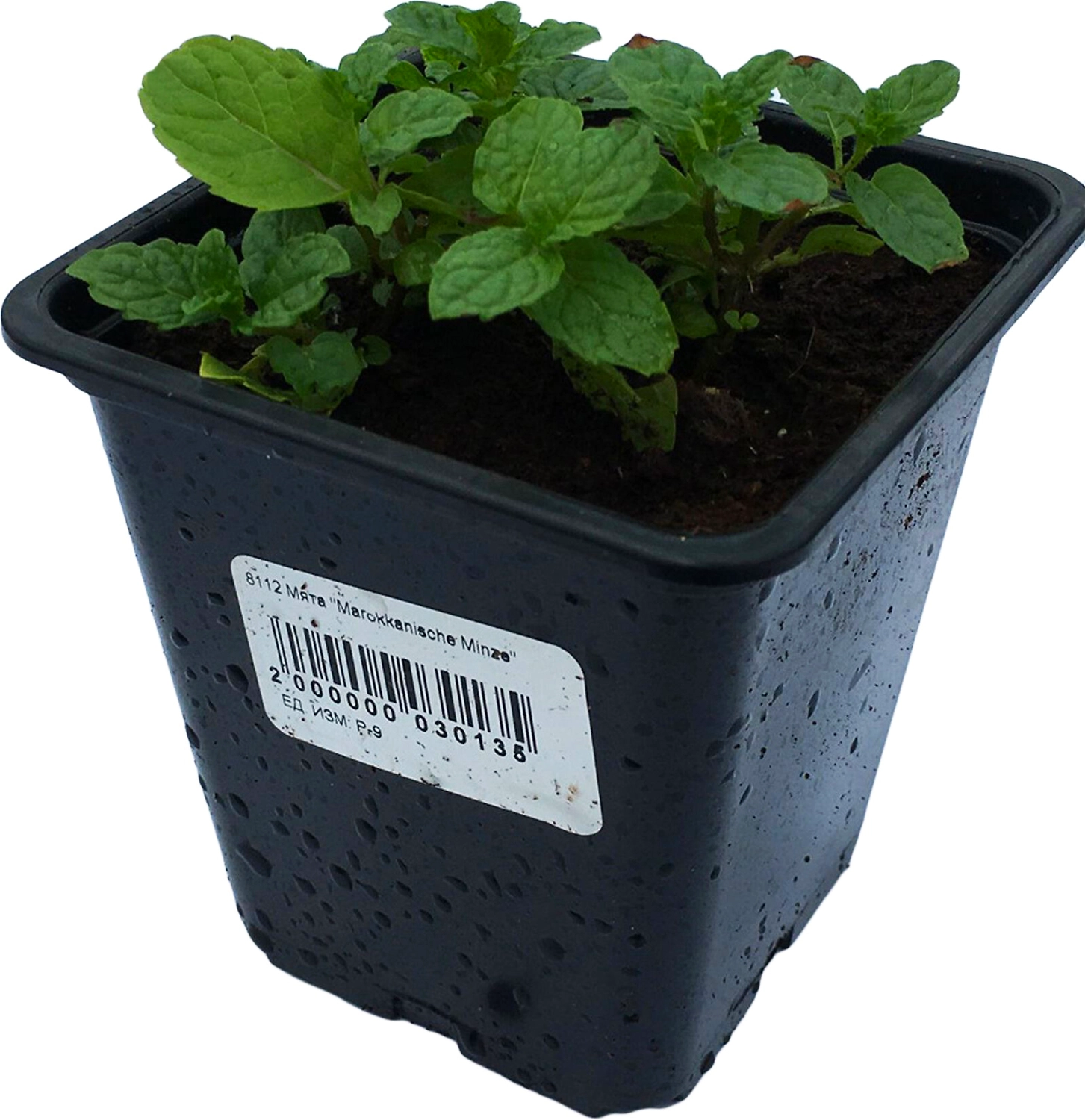 Рассада Мята в горшке D9 Н25 1 шт