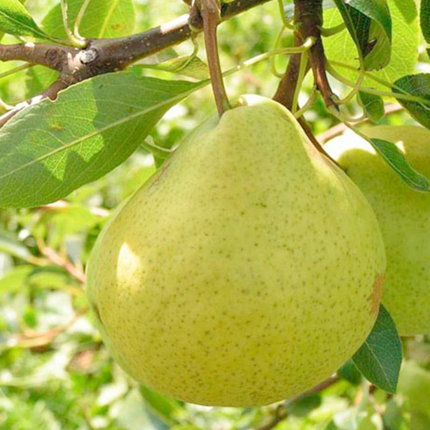 Растение Груша ПОИСК С7,5 H120 в ассортименте