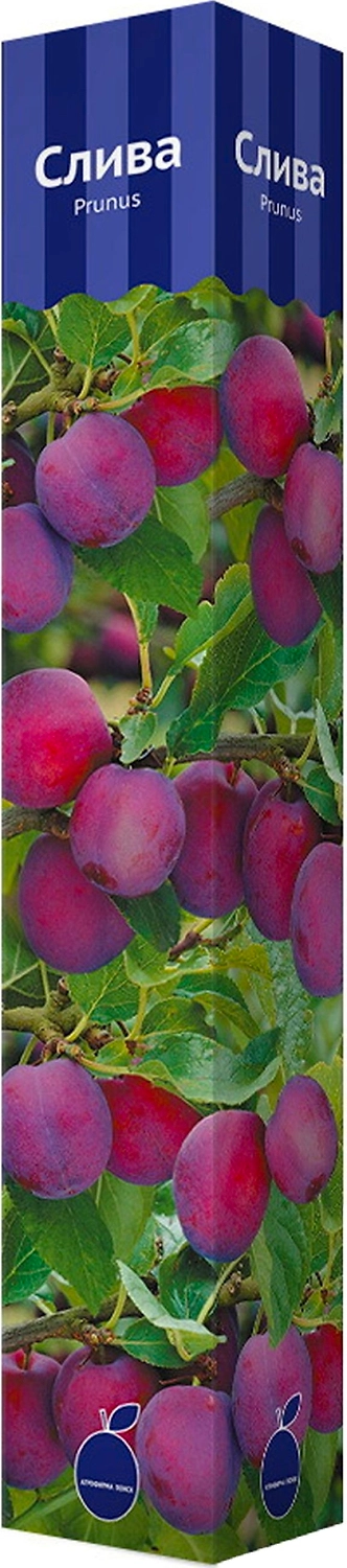 Саженец Слива С1 H60 в ассортименте