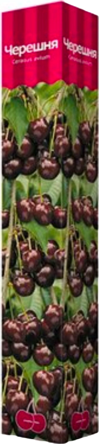 Растение Черешня ПОИСК С1 H60  в ассортименте