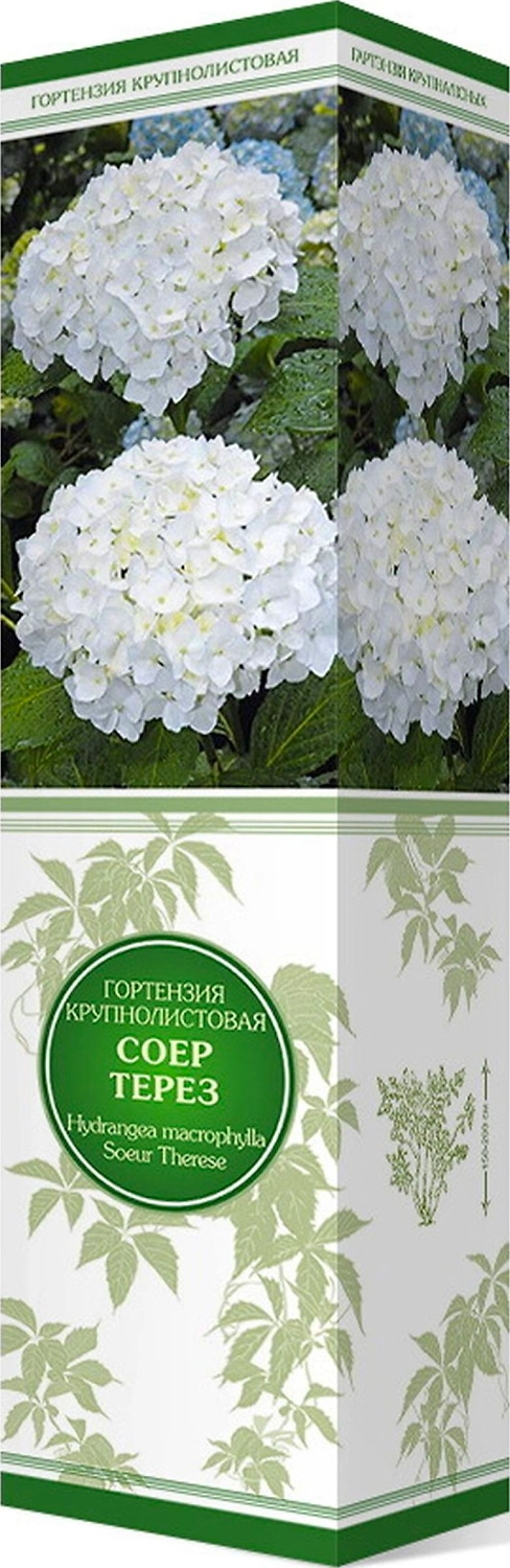 Саженец Гортензия макрофила Соер Терез С1 Н37 1 шт