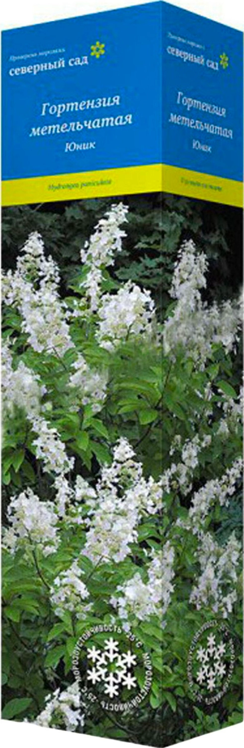 Саженец Гортензия Юник С1 Н37