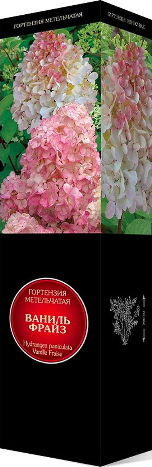 Саженец Гортензия метельчатая Ваниль Фрайз С1 Н37
