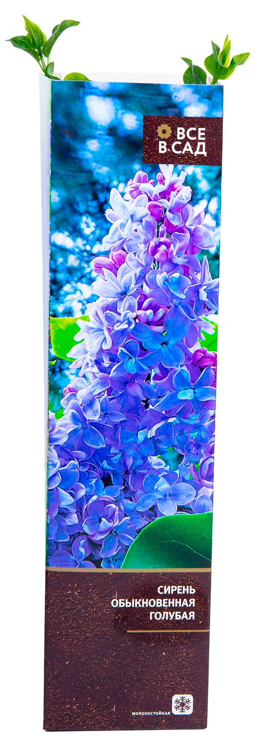 Растение 7 ЦВЕТОВ Декоративный кустарник в ассортименте