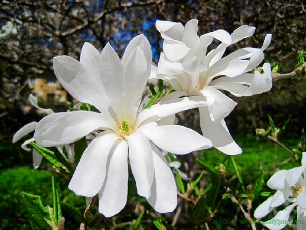 Растение Террасный 7 ЦВЕТОВ №1 в ассортименте