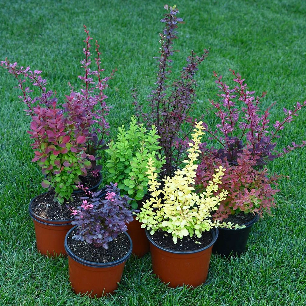 Растение Барбарис С2 Н40