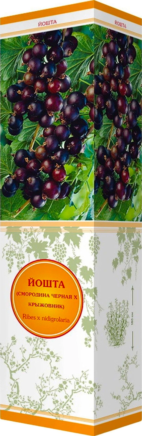 Саженец Йошта С1 Н37