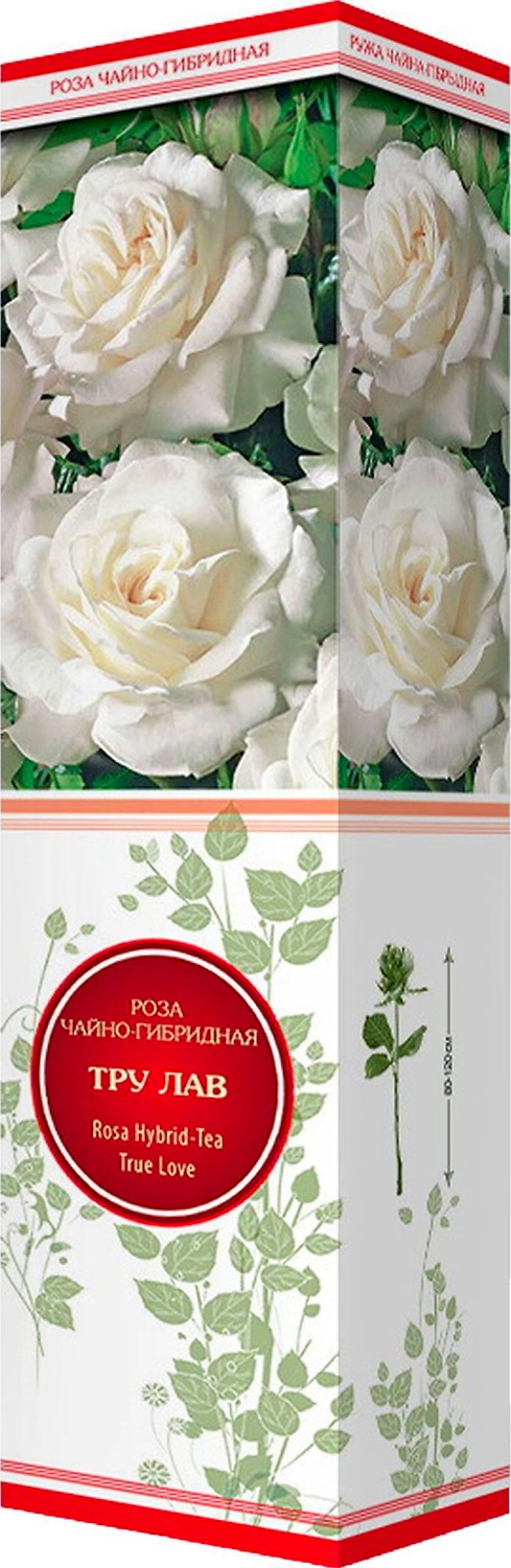 Саженец Роза Тру Лав С1 Н37