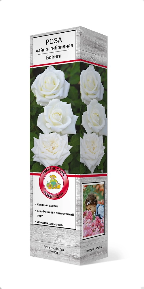 Саженец Роза чайно-гибридная Бойнга 1 шт