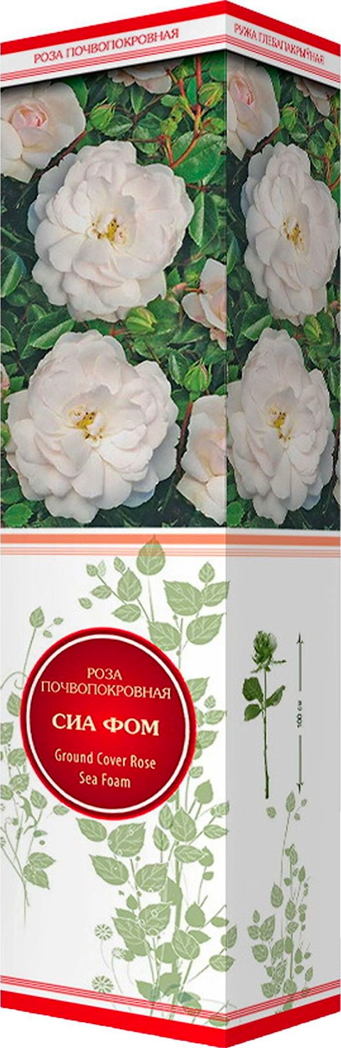 Саженец Роза Сиа Фом С1 Н37