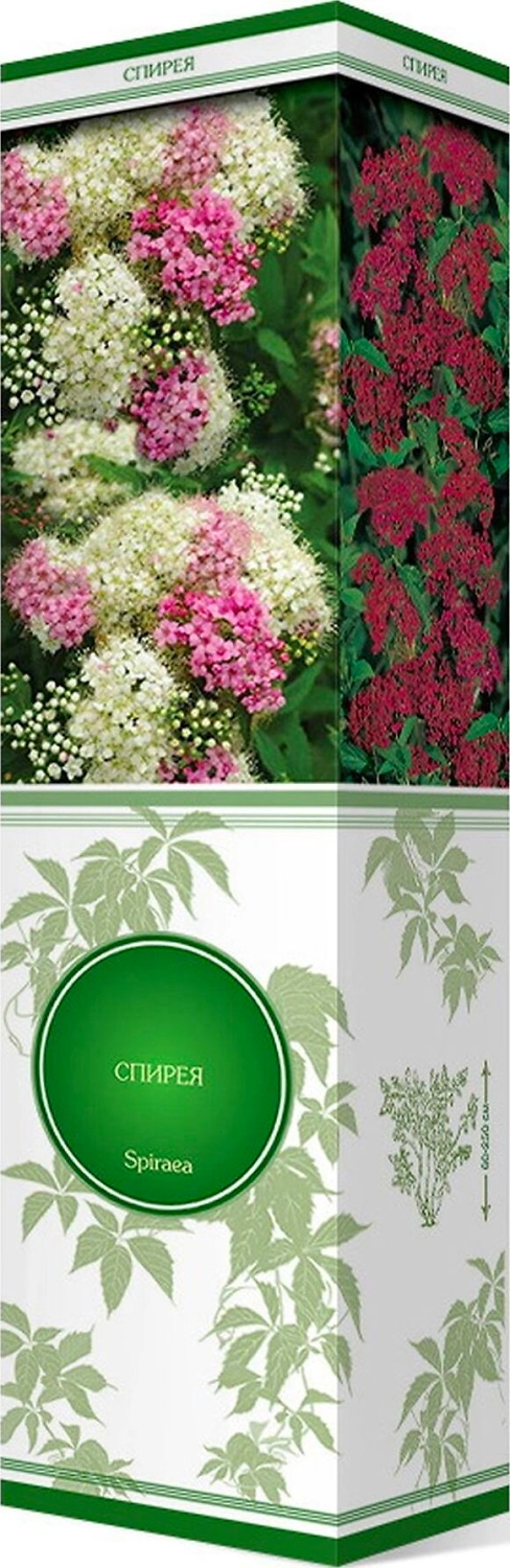 Растение Спирея ПОИСК в ассортименте