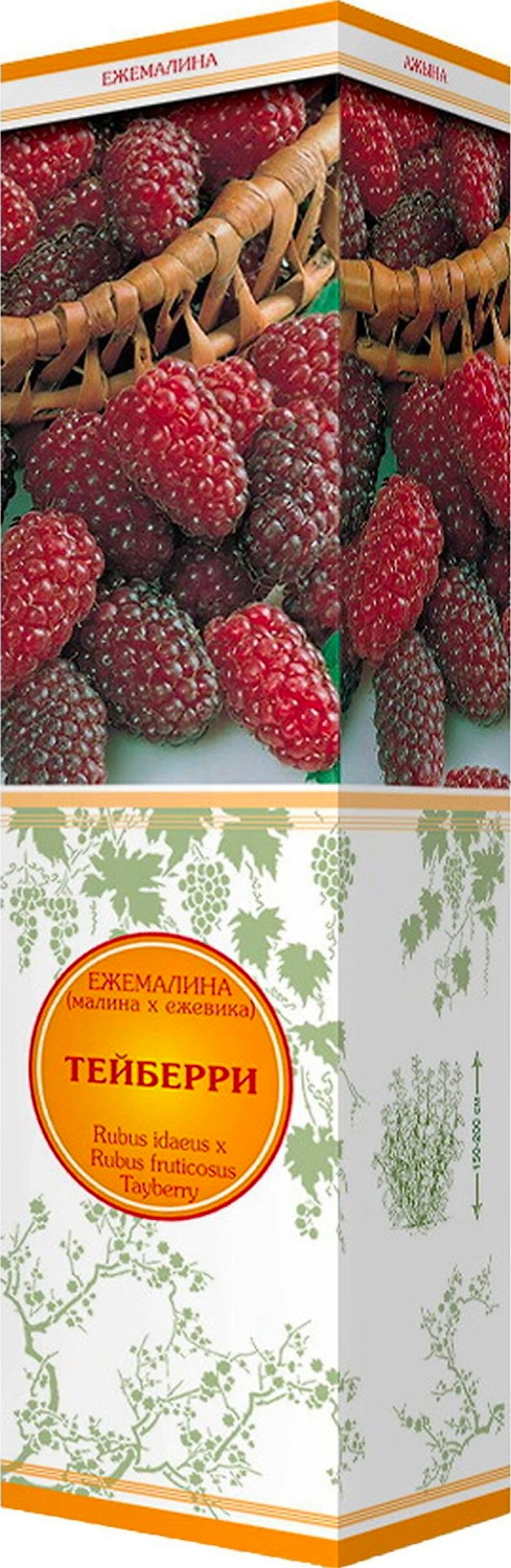 Саженец Ежемалина Тейберри С1 Н37