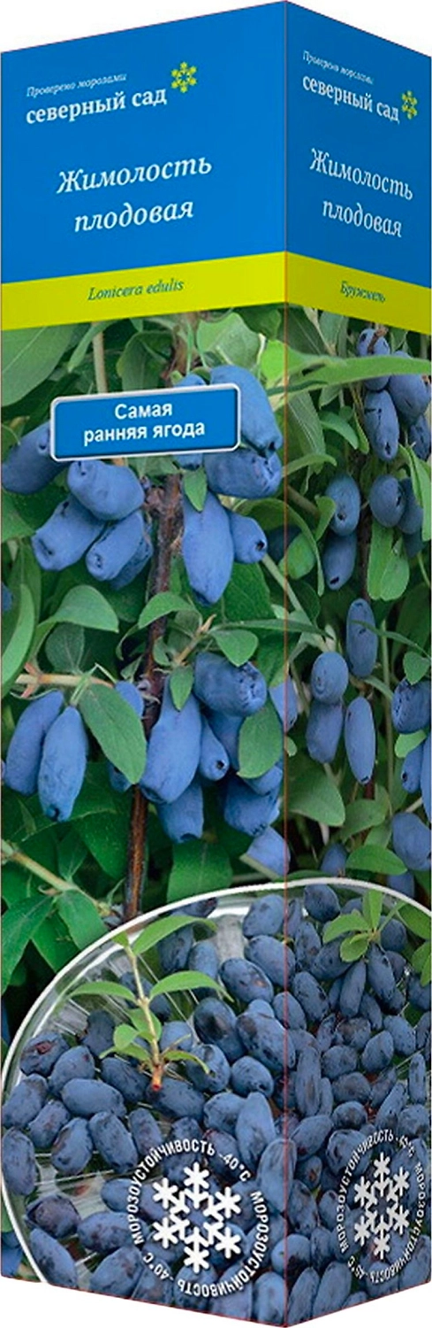 Саженец Жимолость Павловская С1 Н37