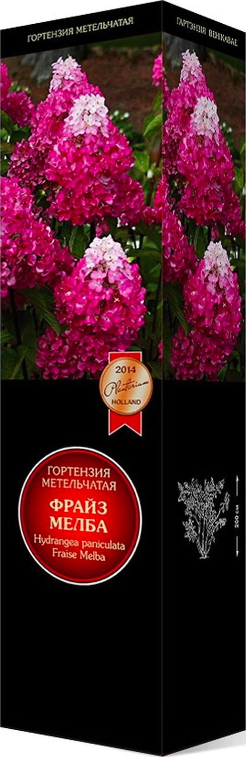 Саженец Гортензия Фрайз Мелба ПОИСК С1 Н37