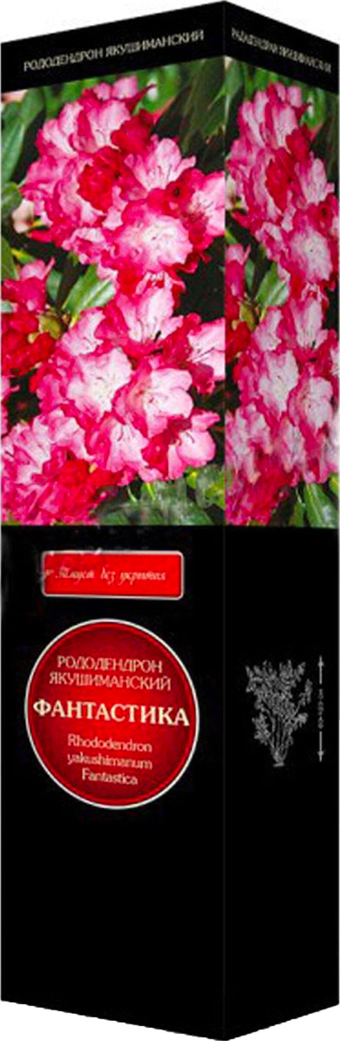 Саженец Рододендрон Фантастика С1 Н37