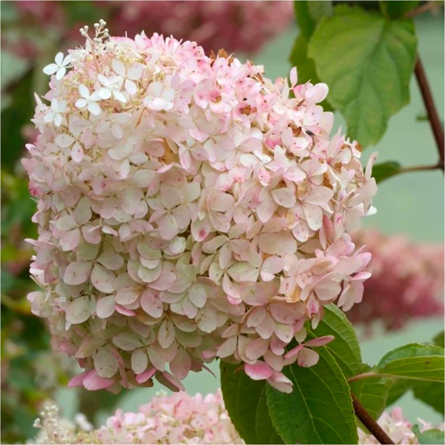 Саженец Гортензия метельчатая Фантом Blooming Life в тубе 1 шт