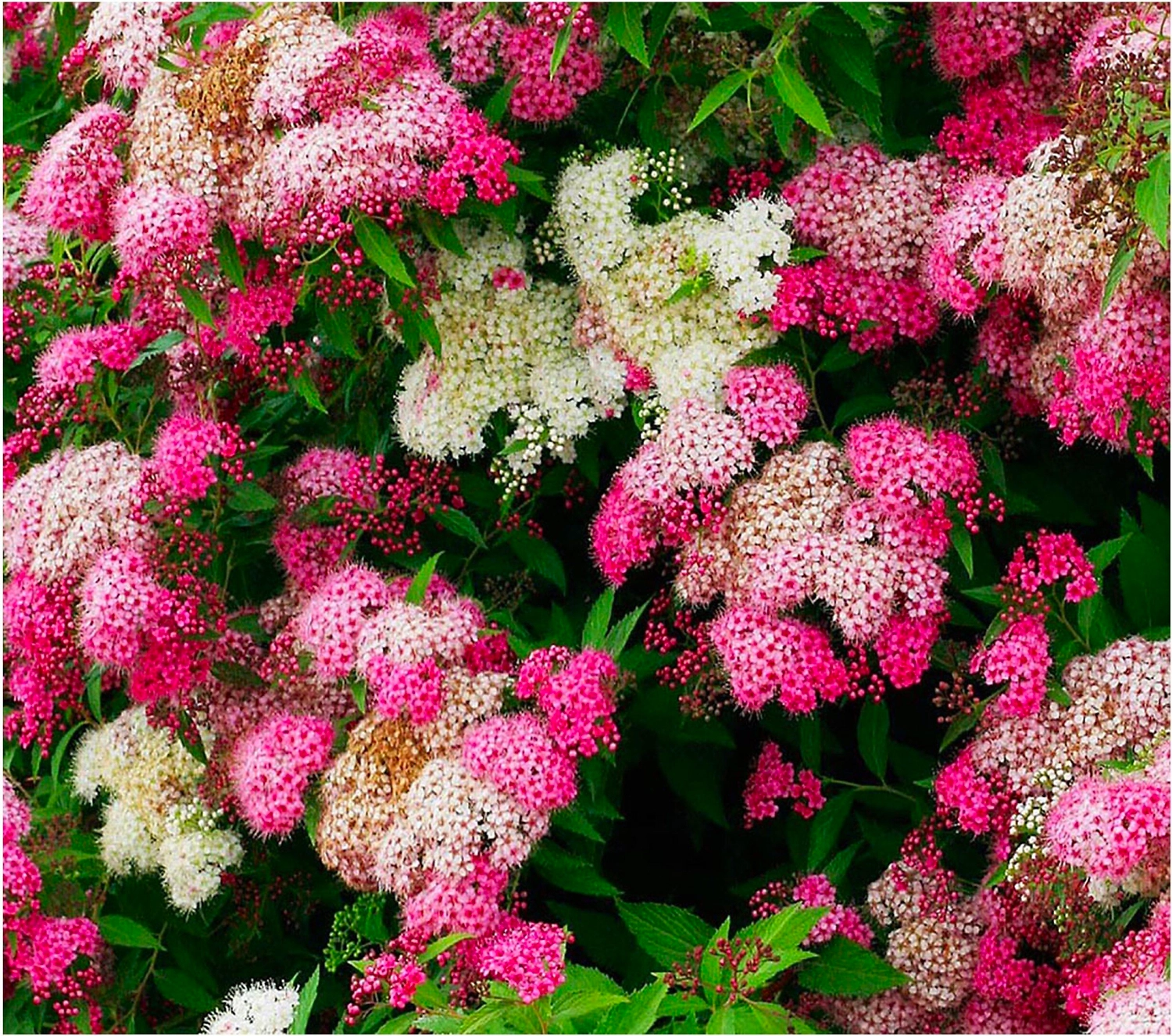 Саженец Спирея японская Широбана Blooming Life в тубе 1 шт