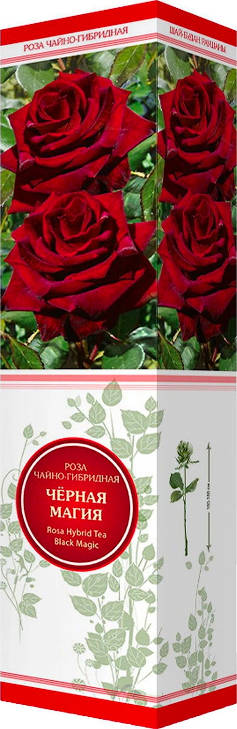 Саженец Роза Черная Магия С1 Н37