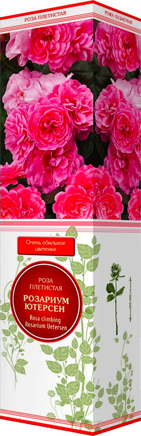 Саженец Роза Розариум Ютерсен С1 Н37