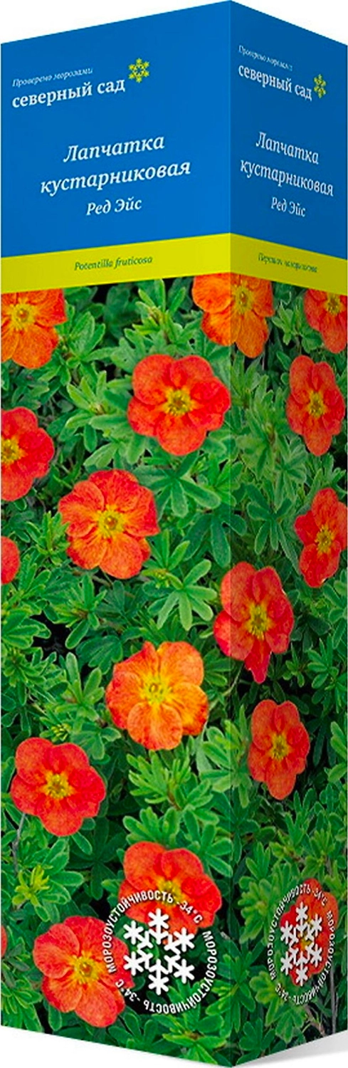 Саженец Лапчатка Ред Эйс С1 Н37