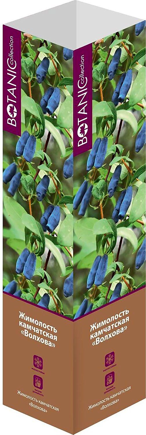 Саженец Жимолость Н40 в ассортименте