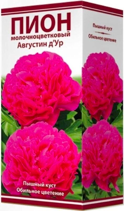 Растение Пион травянистый Августин д'Ур C3H20