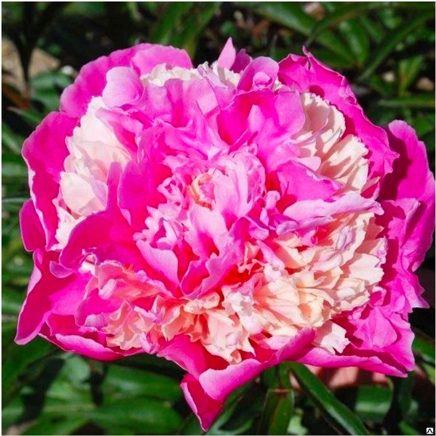 Саженец Пион молочноцветковый Аннамике C3 H20