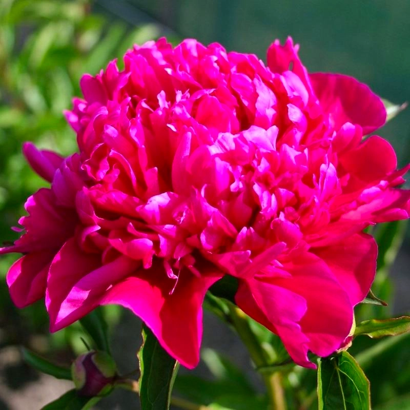 Саженец Пион молочноцветковый Биг Бен C3 H20