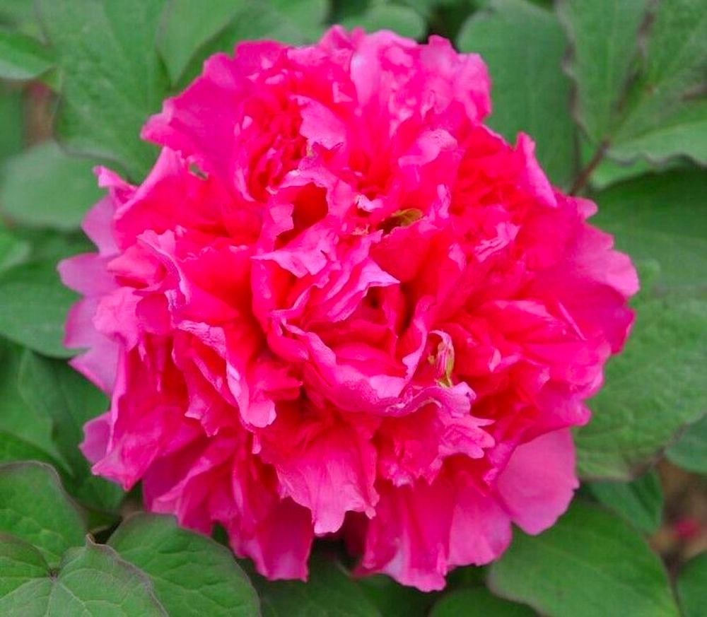 Растение Пион древовидный Алая Волна 7 ЦВЕТОВ 1 шт