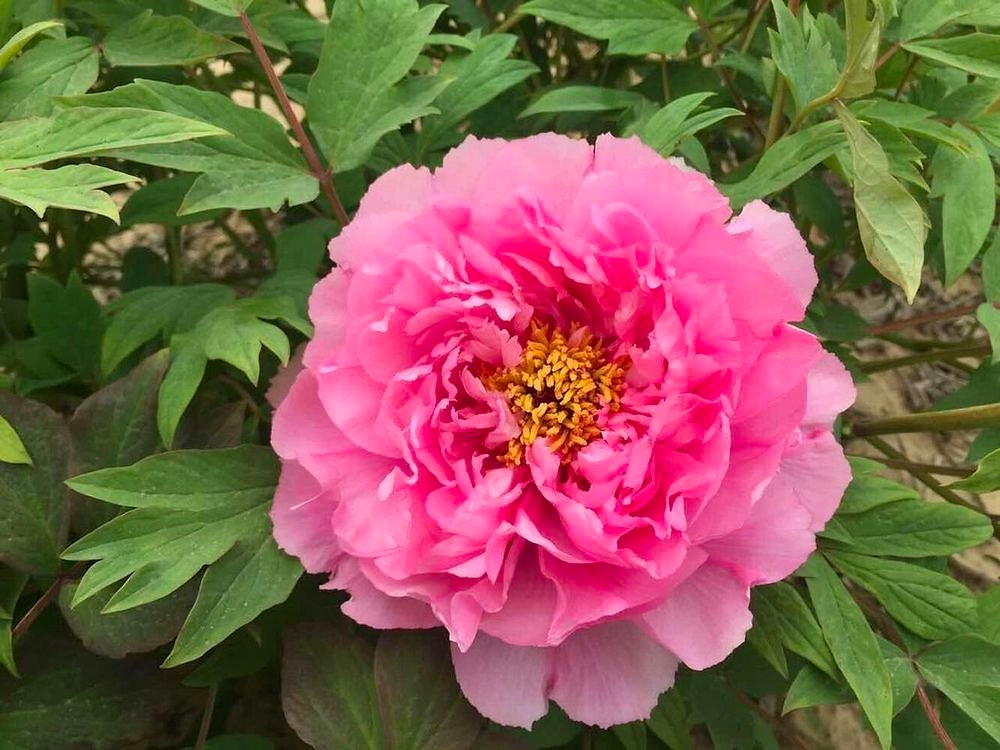 Растение Пион древовидный Розовый Лотос 7 ЦВЕТОВ 1 шт