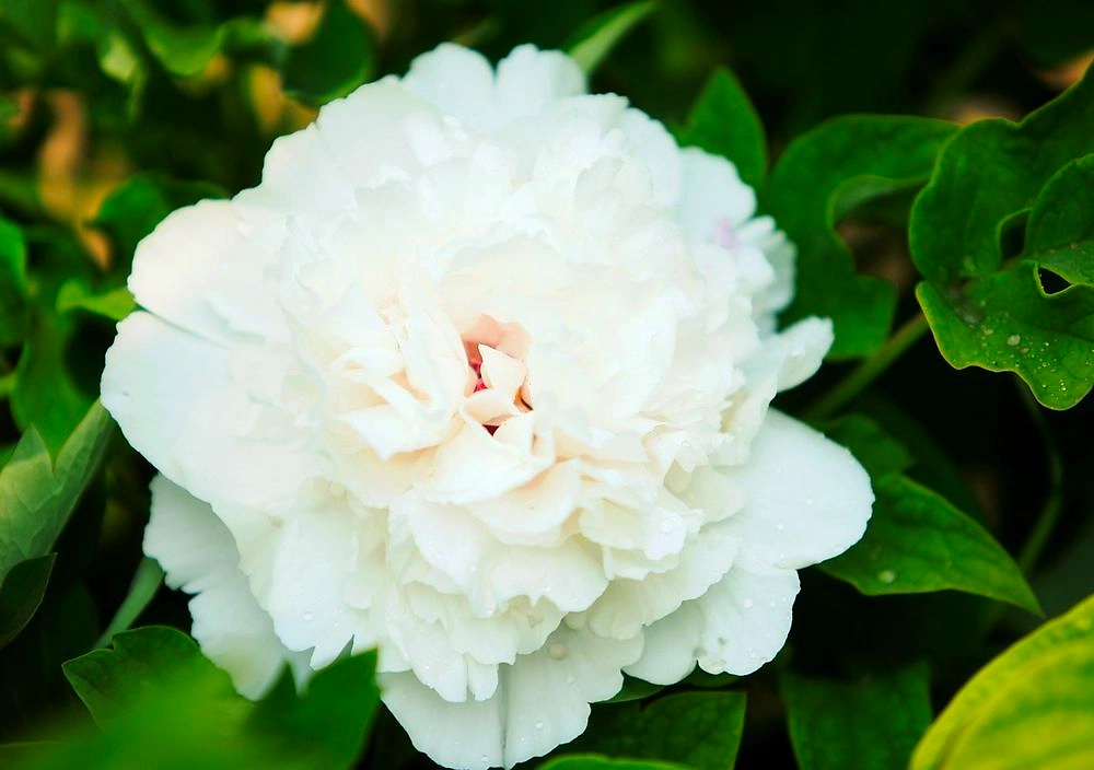 Растение Пион древовидный Снежная Крепость 7 ЦВЕТОВ 1 шт