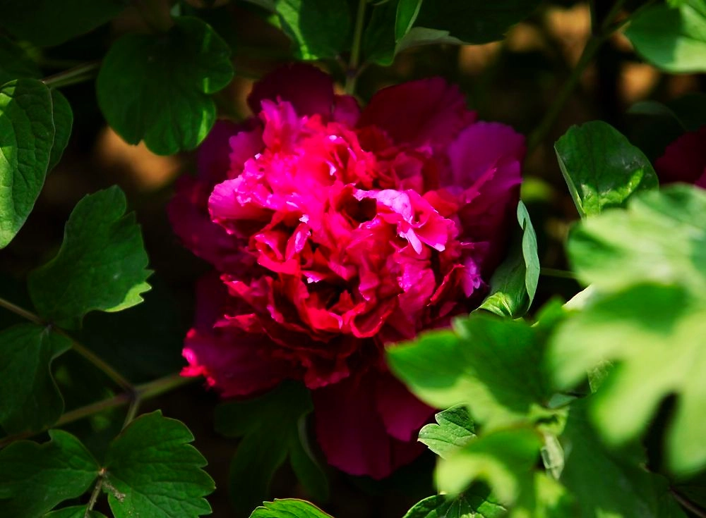 Растение Пион древовидный Тайная Страсть 7 ЦВЕТОВ 1 шт