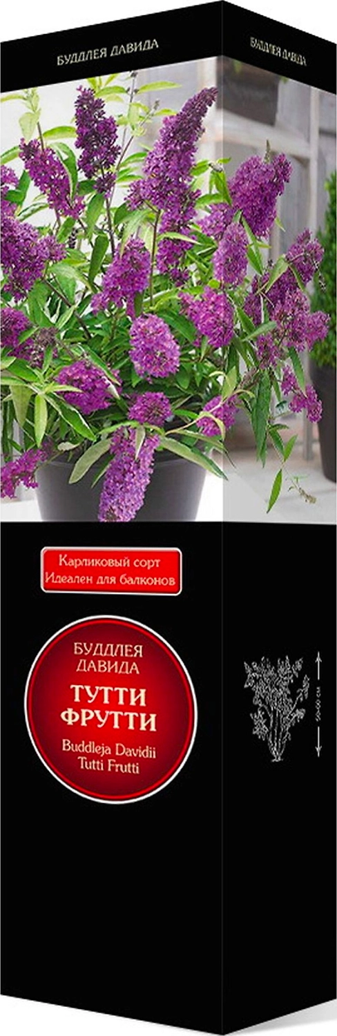Саженец Буддлея Тутти Фрутти С1 Н37