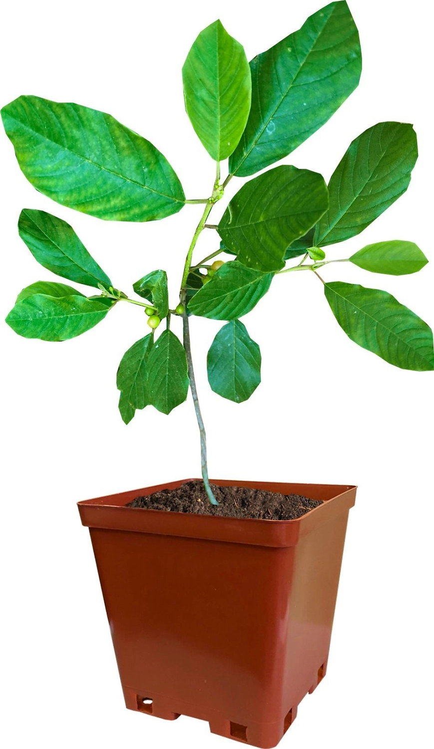 Растение Крушина Ольхолистная С2 Н30