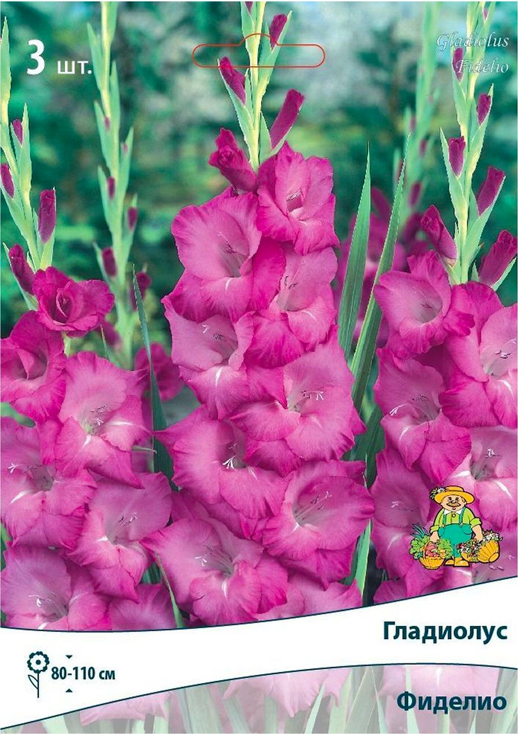 Луковицы Гладиолуса крупноцветкового ПОИСК Фиделио 3 x 1 шт