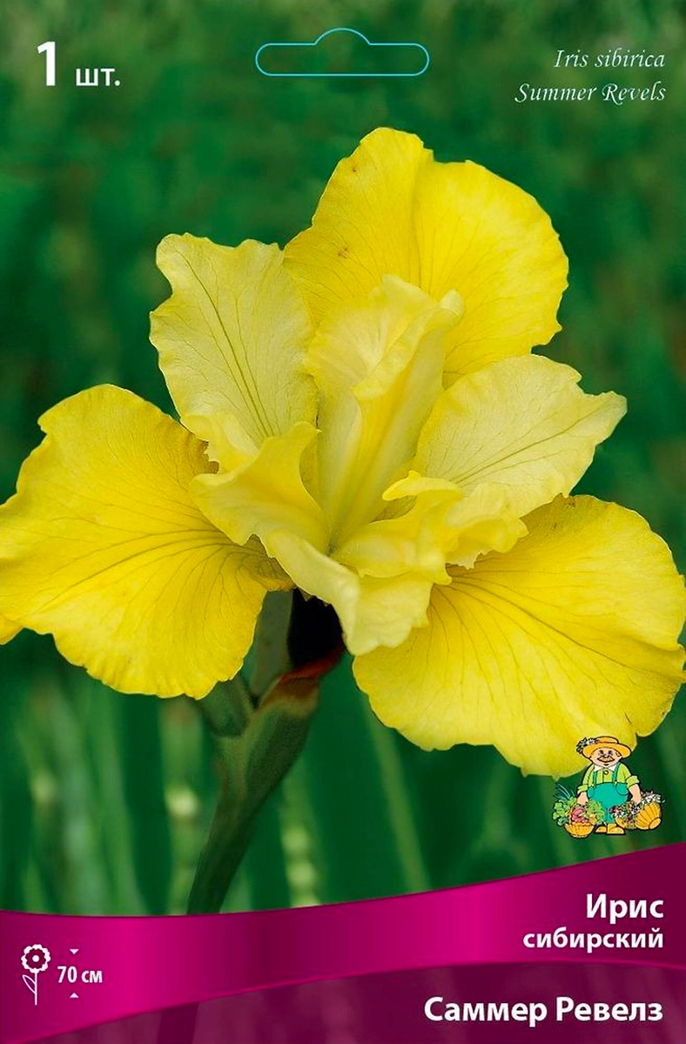 Корневище Ириса сибирского ПОИСК Саммер Ревелз