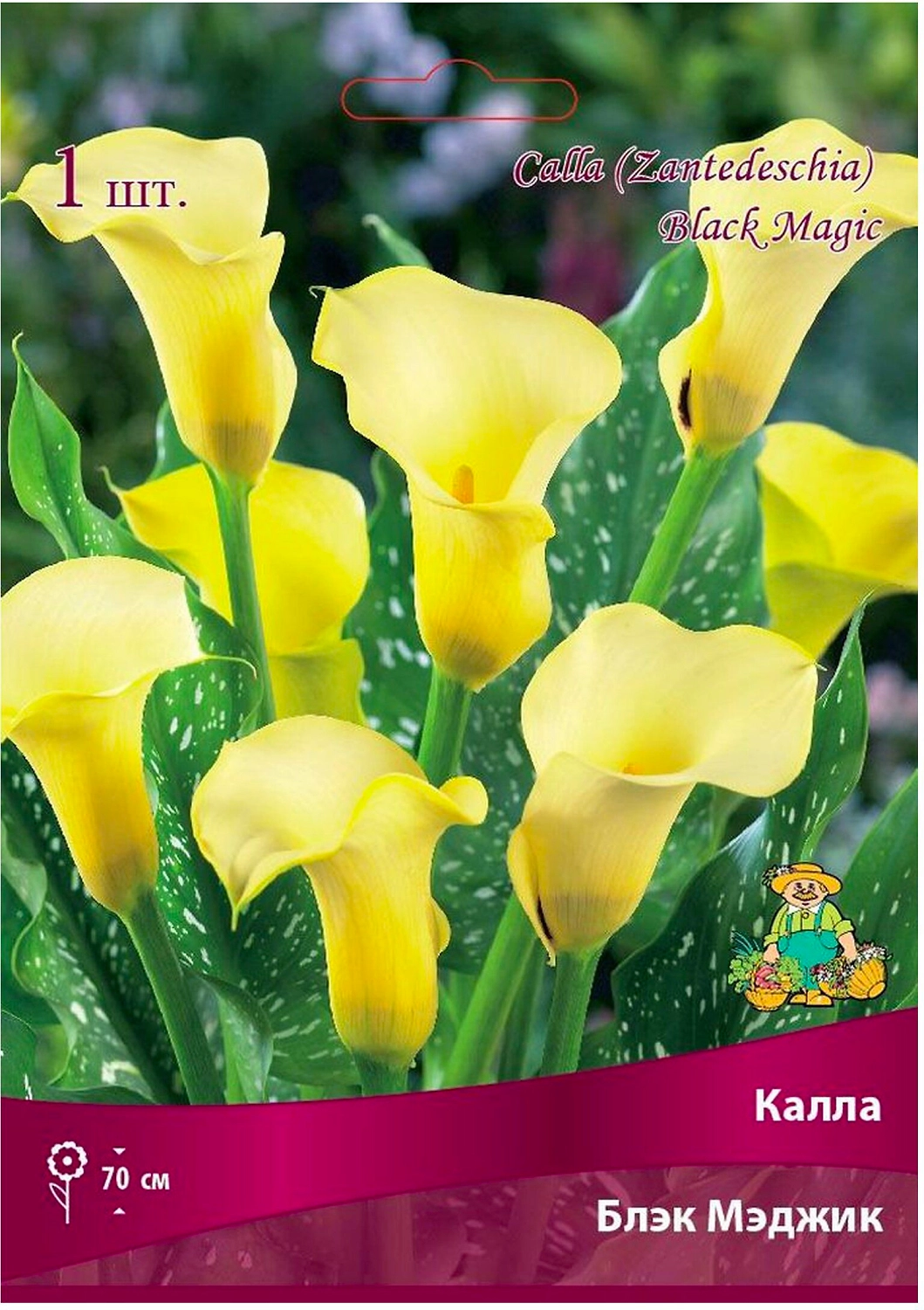Луковица Каллы ПОИСК Блэк Мэджик