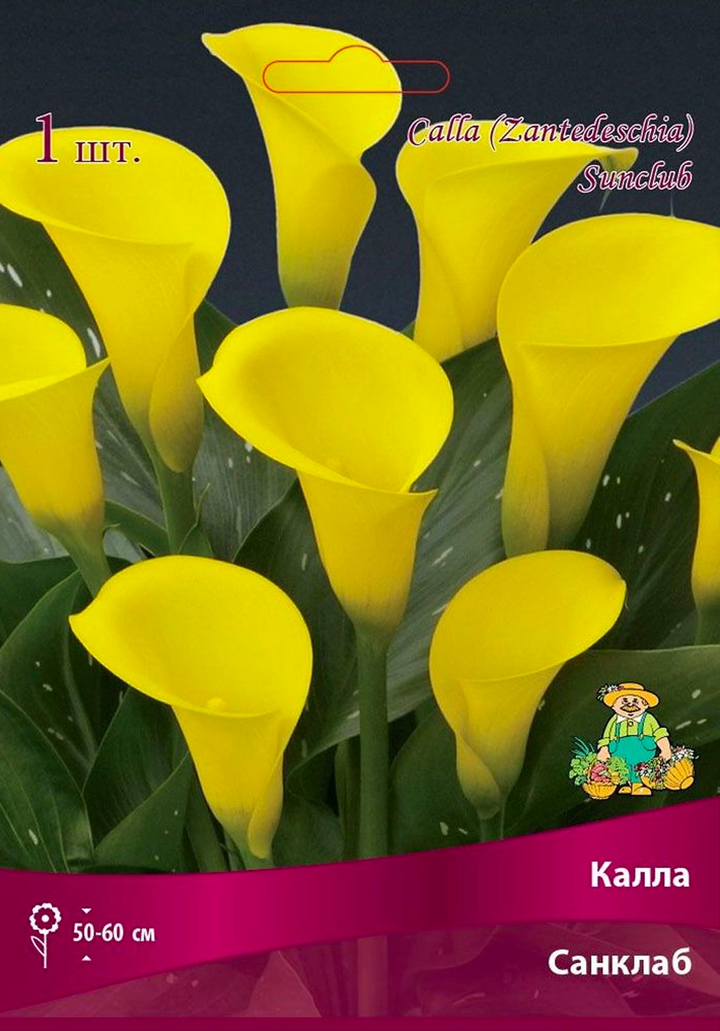 Луковица Каллы ПОИСК Санклаб