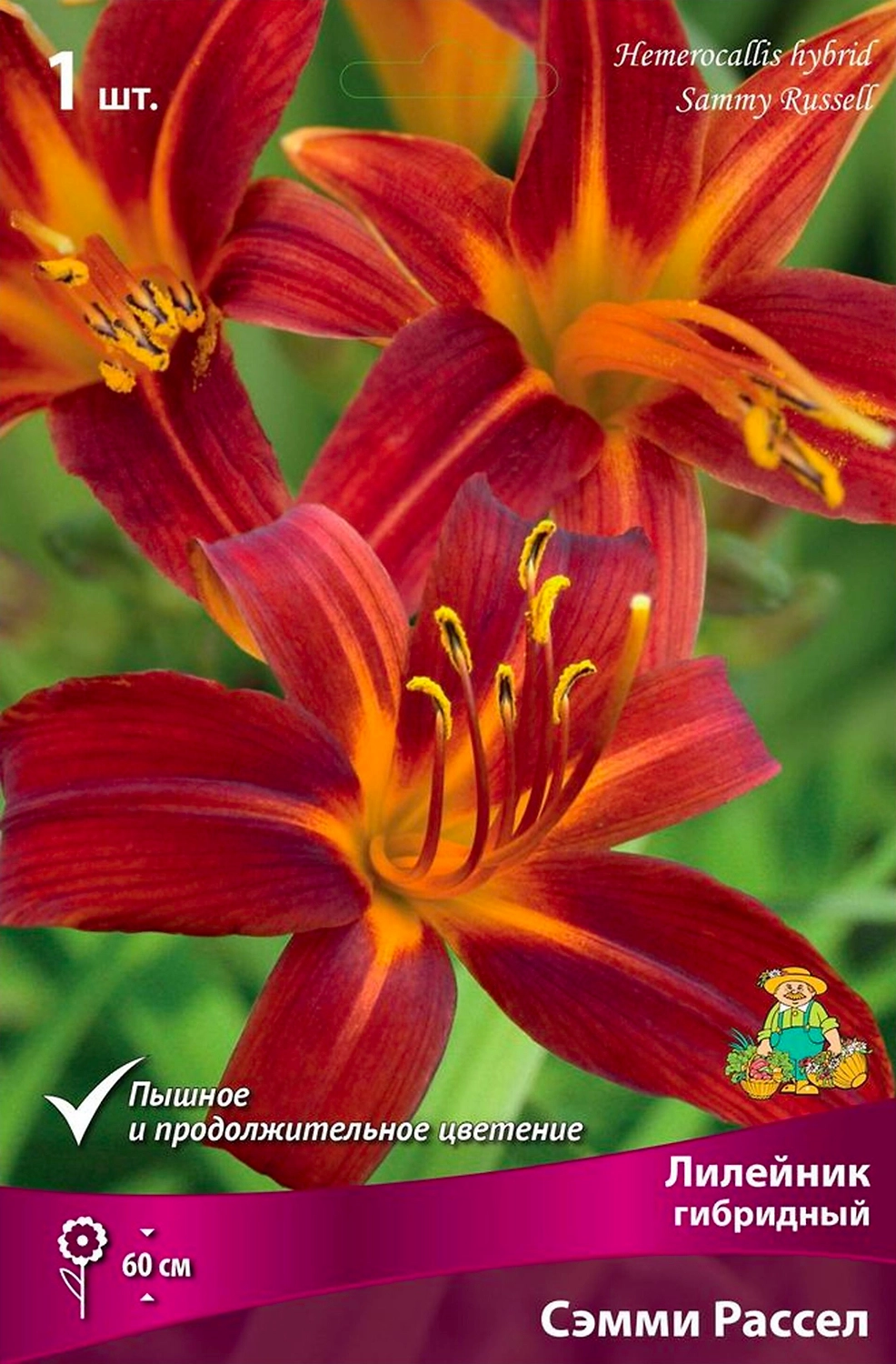 Корневище Лилейника гибридного ПОИСК Сэмми Рассел
