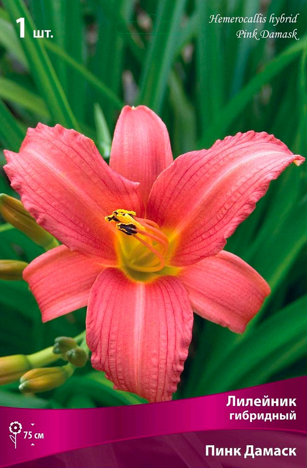 Корневище Лилейника гибридного ПОИСК Пинк Дамаск