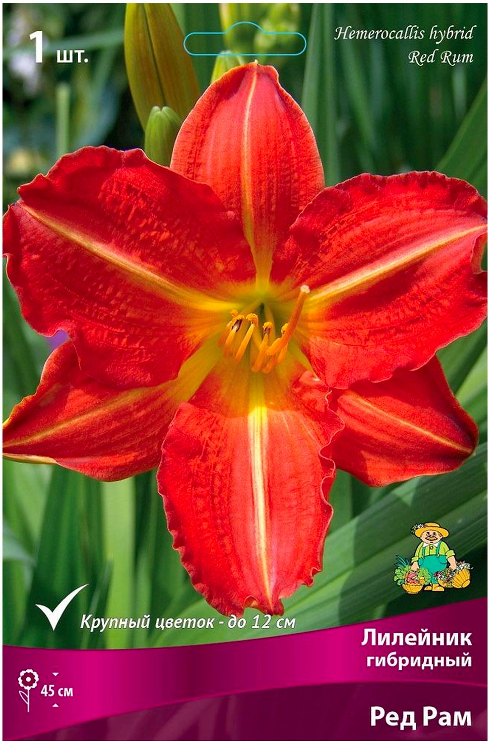 Корневище Лилейника ПОИСК Ред Рам