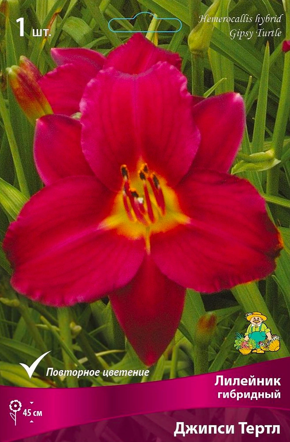 Корневище Лилейника гибридного ПОИСК Джипси Тертл