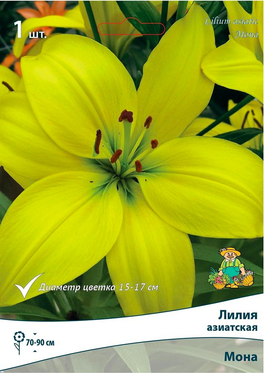 Луковица Лилии ПОИСК Мона