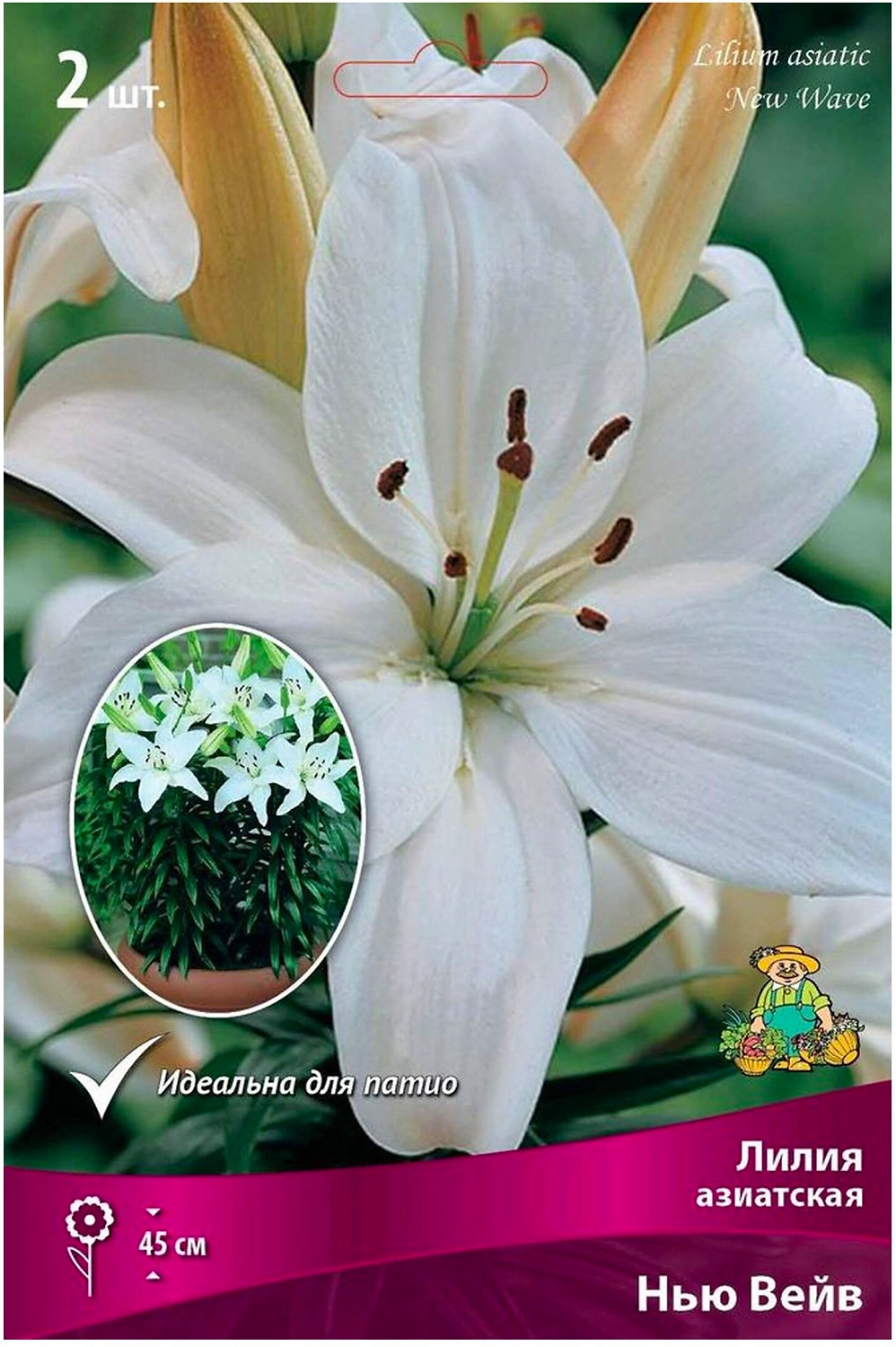 Луковицы лилии азиатской ПОИСК горшечная Нью Вейв 2 шт