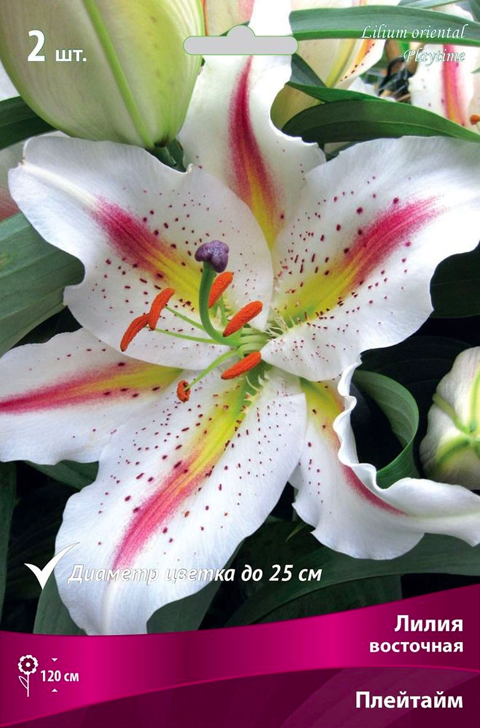 Луковица Лилии восточной ПОИСК Плейтайм