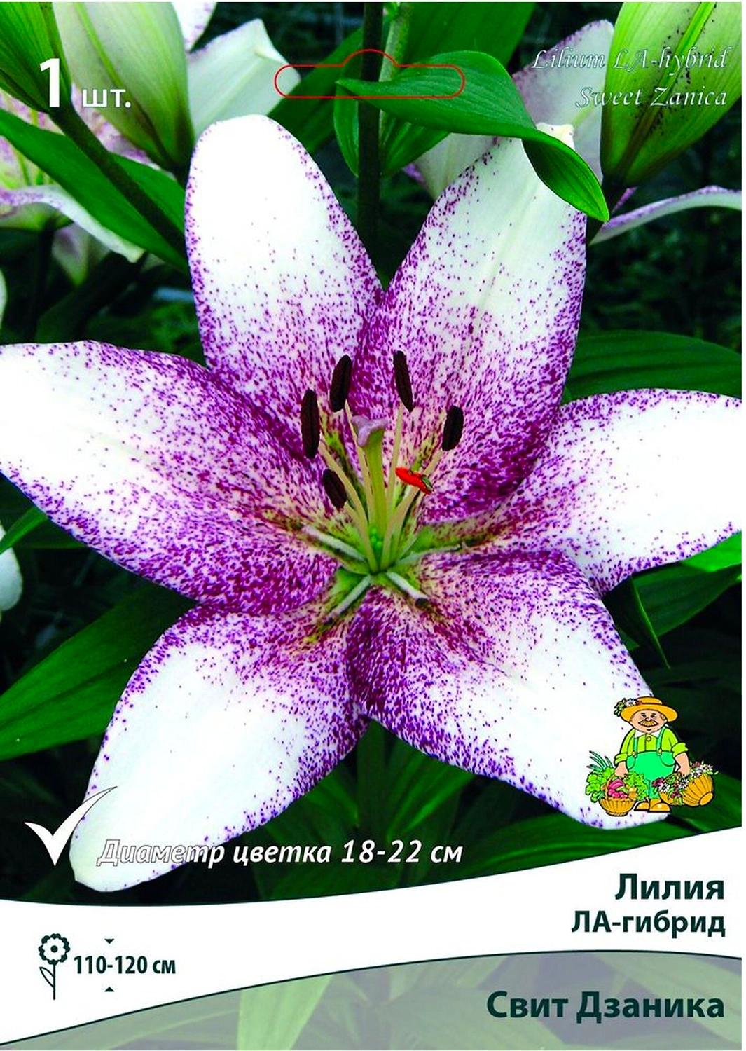 Луковица Лилии ПОИСК Свит Дзаника
