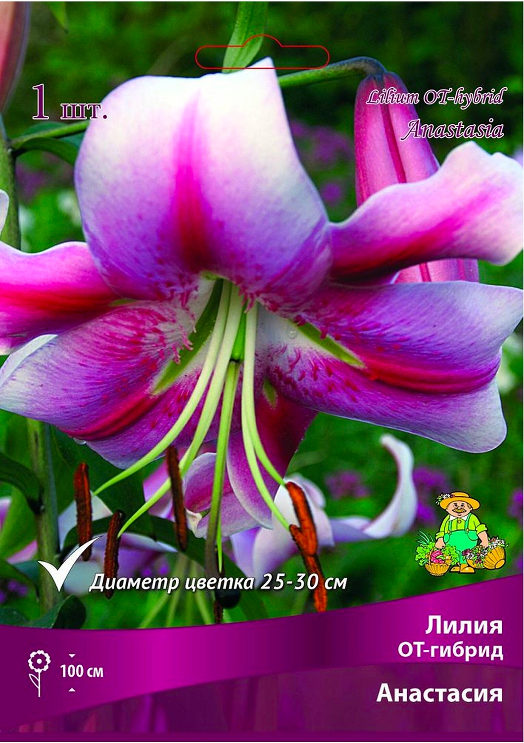 Луковица Лилии ПОИСК Анастасия