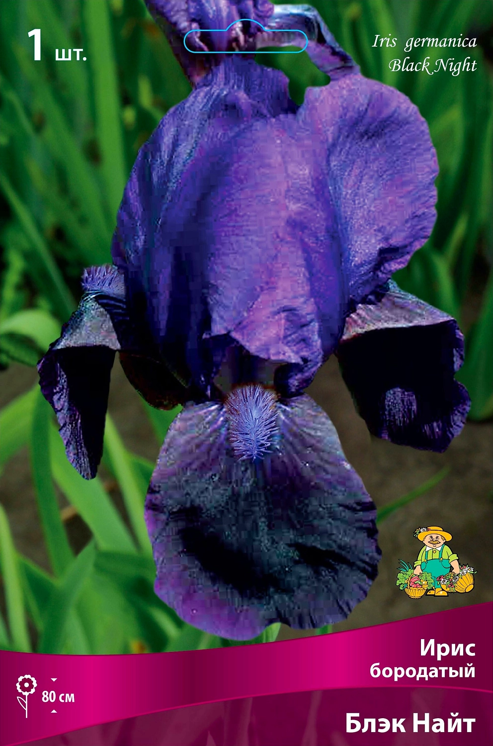 Луковица Ириса ПОИСК Блэк Найт