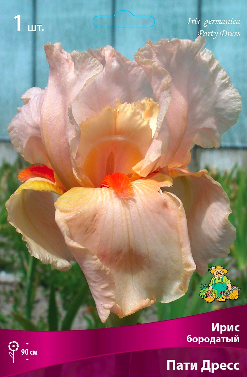 Луковица Ириса ПОИСК Пати Дресс